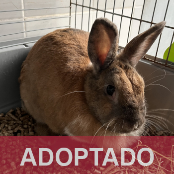 adoptado destacada BACHY - Conejo - Nº Registro 188-25 (1)