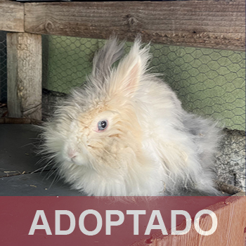 adopado destacada Bony - Conejo - N Registro 134-25 (2) copia