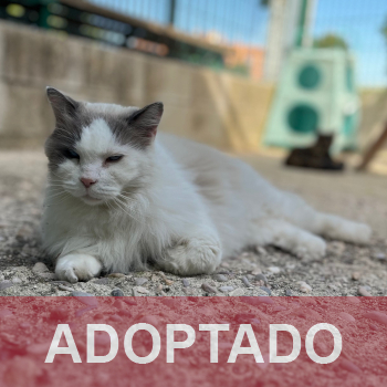 adoptado destacada RAFIÑO Gato Macho Patio N Registro 412026 (5)