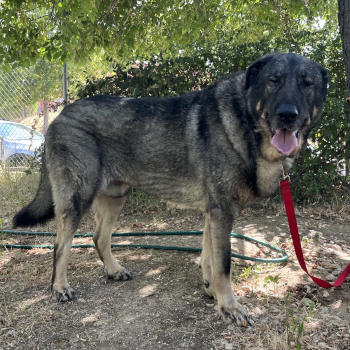 destacado EROS - Perro Jaula 20 - Nº Registro 8926 (5)