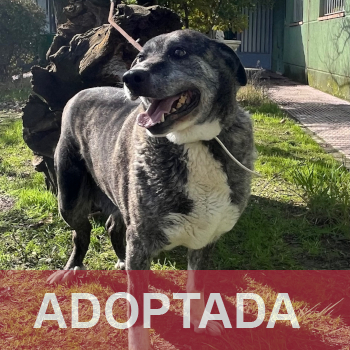adoptada destacada LAIKA - Perro Jaula 25 Nº Registro 19925 (1)