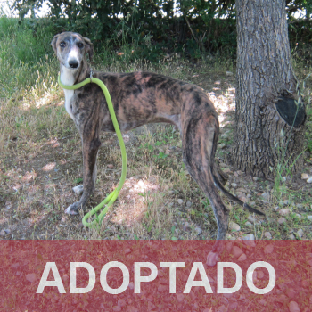 adoptado destacada Nano - Perro Jaula 5 - N Registro 4826 (1)