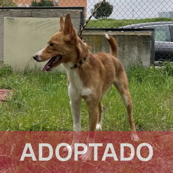 adoptado destacada Timy - Perro Jaula 1 N Registro 4026 (1)