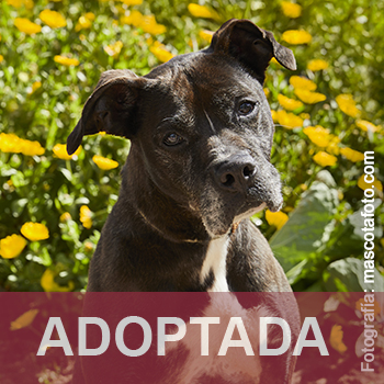 adoptado destacada Tizona - Perro Jaula 16 N Registro 12619 (1) copia