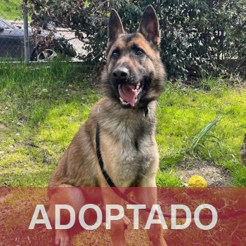 ADOPTADO destacada Win - Perro Jaula 5 Nº Registro 2226 (1)
