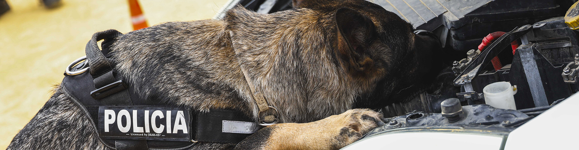 slider VI Jornadas policiales y militares de guías caninos internacionales en Móstoles