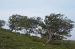 viento