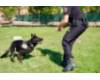 Unidad Canina de la Policía Municipal de Móstoles 3
