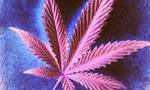 Conferencia Cannabinoides frente a Marihuana
