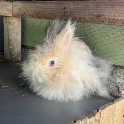 destacada Bony - Conejo - N Registro 134-25 (2) copia