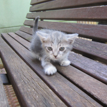 destacada CAMADA - Gato macho – GD.8 - Nº Registro 77-26 (1)
