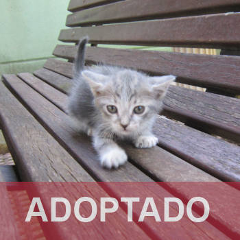 adoptado destacada CAMADA - Gato macho – GD.8 - Nº Registro 77-26 (1)