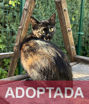 adoptada destacada CHERRY - Gata Hembra - Nº Registro 11325 (1) copia 2