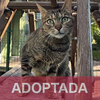 adoptada destacada KEYLIE - Gata Hembra - Nº Registro 11225 (1) copia 2