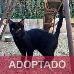 destacada Luna - Gato Jaulón - N Registro 247-24 (1) copia 2