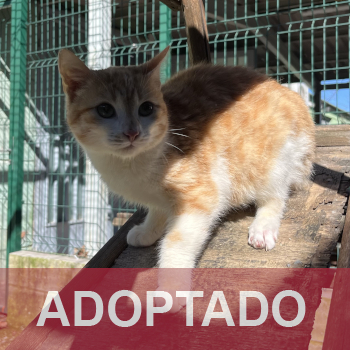 adoptado destacada PIRRI - Gato Macho - Patio - Nº Registro 21525 (1)