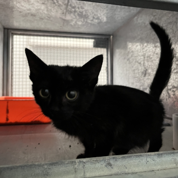 destacada PITI 214-25 -1