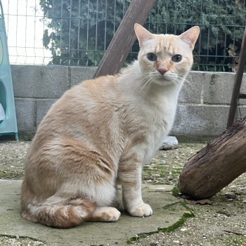 destacada PUMA 233-25-2