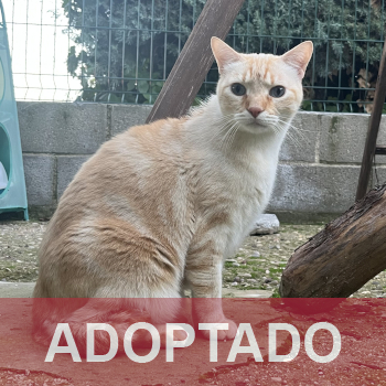 adoptado destacada PUMA 233-25-2
