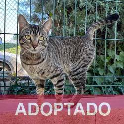 adoptado destacado Puscas - Gato Jaulón - N Registro 236-24