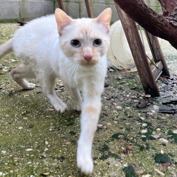 destacada Pusky - Gato Macho - Patio - Nº Registro 20125 (1)