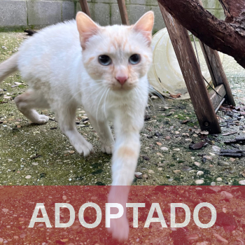 adoptado Pusky - Gato Macho - Patio - Nº Registro 20125 (1)