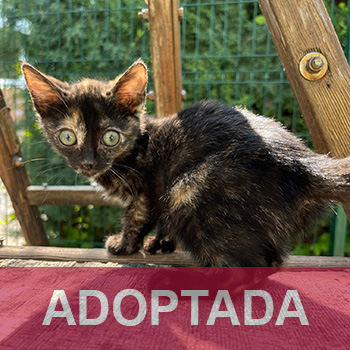 adoptada TINA - Gata HEMBRA - N Registro 6225 (1) copia 2