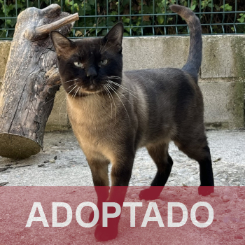 adoptado detacada Tito - Gato macho - Patio - Nº Registro 53-26 (3)
