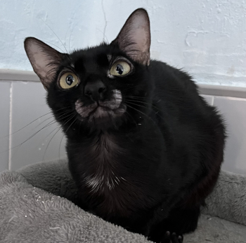 destacada TULA 229-25-1