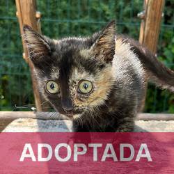 adoptada TUNA - Gata HEMBRA - N Registro 6425 (4) copia 2
