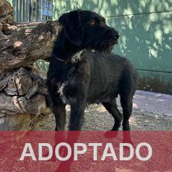 adoptada destacada Bruma - Perro Jaula 1 N Registro 148-25 (3) copia