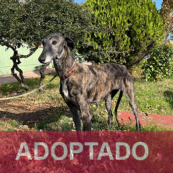 adoptada CHULA - Perro Jaula 1 Nº Registro 227-24
