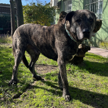 destacada Eiko - Perro Jaula 26 Nº Registro 20025 (1)