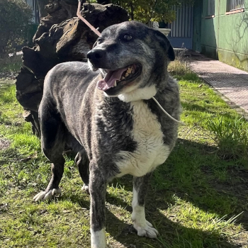 destacada LAIKA - Perro Jaula 25 Nº Registro 19925 (1)