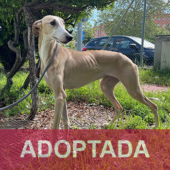 ADOPTADA LINDA - Perro Jaula 3 N Registro 17-25 (4) copia 2