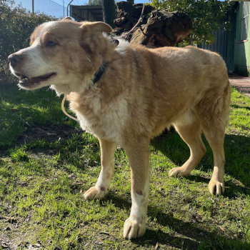 destacada Paul - Perro Jaula 11 Nº Registro 17624 (1)