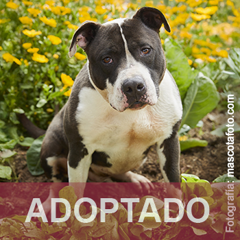 ADOPTADO Rocky 1 Reg. 13-21