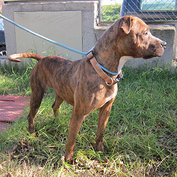 destacada TRUFA - Perro Jaula 4 N Registro 113-24 (3) copia