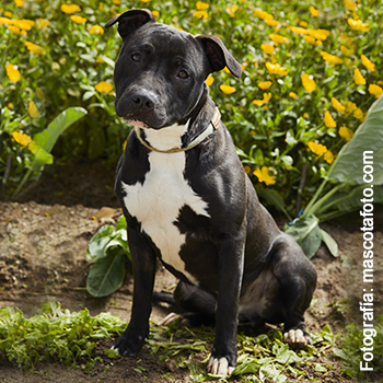 Zar - Perro Jaula Reg. 5-25