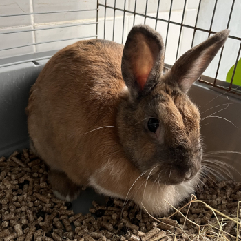 destacada BACHY - Conejo - Nº Registro 188-25 (1)