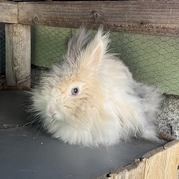 destacada Bony - Conejo - N Registro 134-25 (2) copia