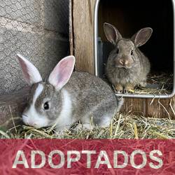 ADOPTADOS GAZAPOS 3 copia 2