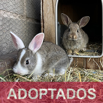 ADOPTADOS GAZAPOS 3 copia 2