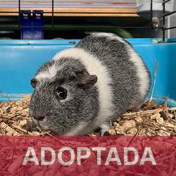 ADOPTADA TINA - Cobaya - N Registro 8-25 (2) copia 2