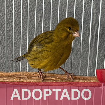 adoptado destacada TINO - canario- Nº Registro 8325 (1) copia 2