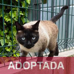 ADOPTADA BLACKY - Gata Jaulón - N Registro 39-25 (1) copia 2