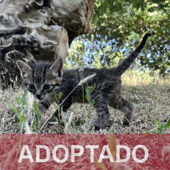 adoptado destacada CAMADA - Gato macho – GD.3 - Nº Registro 9626 (2)