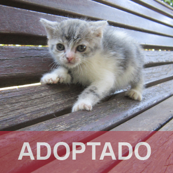 adooptado destacada CAMADA - Gato macho - GD.5 - Nº Registro 78-26 (4)