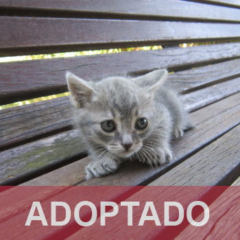 adoptado destacada CAMADA - Gato macho – GD.8 - Nº Registro 79-26 (1)
