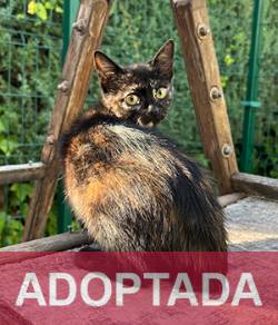 adoptada destacada CHERRY - Gata Hembra - Nº Registro 11325 (1) copia 2